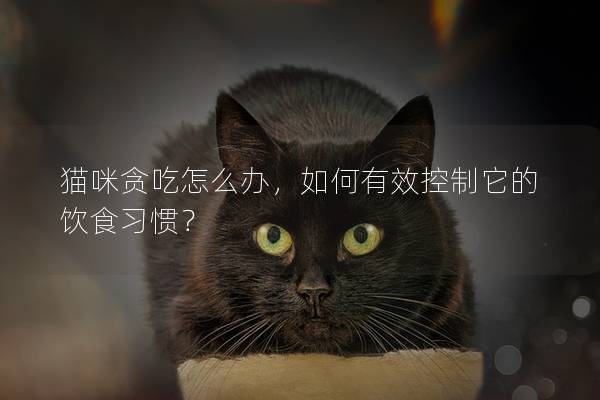 猫咪贪吃怎么办，如何有效控制它的饮食习惯？