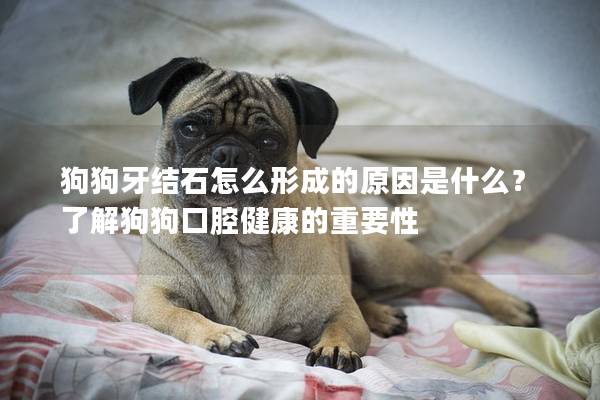 狗狗牙结石怎么形成的原因是什么？了解狗狗口腔健康的重要性