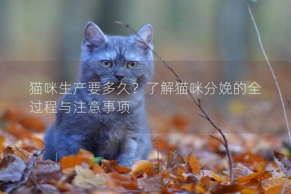 猫咪生产要多久？了解猫咪分娩的全过程与注意事项