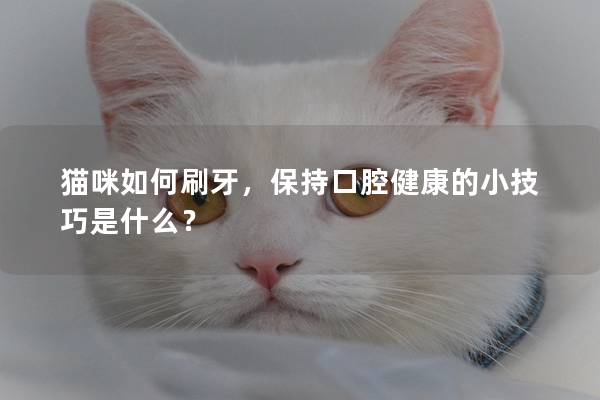 猫咪如何刷牙，保持口腔健康的小技巧是什么？