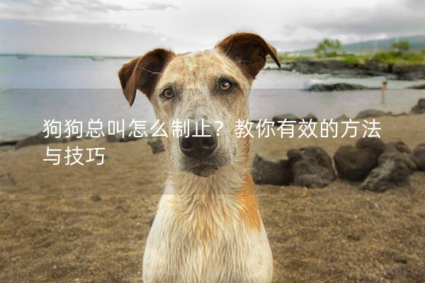 狗狗总叫怎么制止？教你有效的方法与技巧