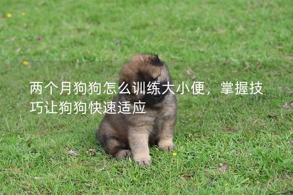 两个月狗狗怎么训练大小便，掌握技巧让狗狗快速适应