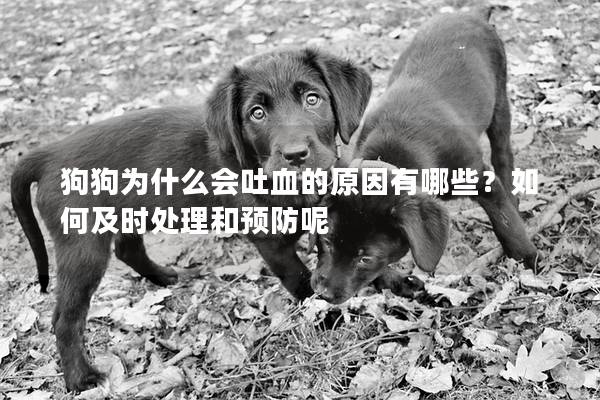 狗狗为什么会吐血的原因有哪些？如何及时处理和预防呢