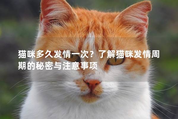 猫咪多久发情一次？了解猫咪发情周期的秘密与注意事项