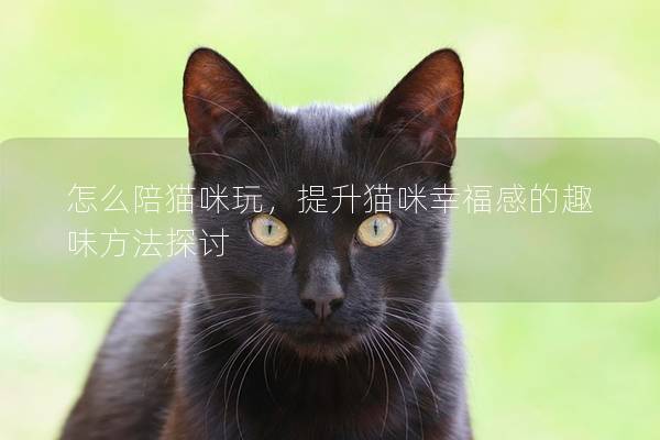 怎么陪猫咪玩，提升猫咪幸福感的趣味方法探讨