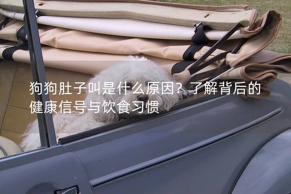 狗狗肚子叫是什么原因？了解背后的健康信号与饮食习惯