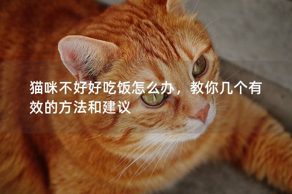 猫咪不好好吃饭怎么办，教你几个有效的方法和建议