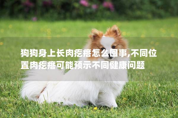 狗狗身上长肉疙瘩怎么回事,不同位置肉疙瘩可能预示不同健康问题