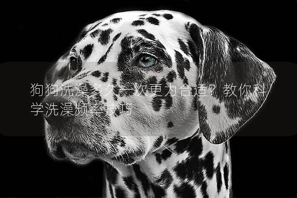 狗狗洗澡多久一次更为合适？教你科学洗澡频率技巧