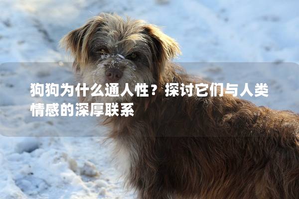 狗狗为什么通人性？探讨它们与人类情感的深厚联系