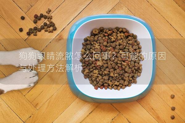 狗狗眼睛流脓怎么回事？可能的原因与处理方法解析
