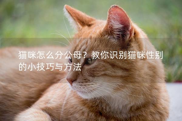 猫咪怎么分公母？教你识别猫咪性别的小技巧与方法