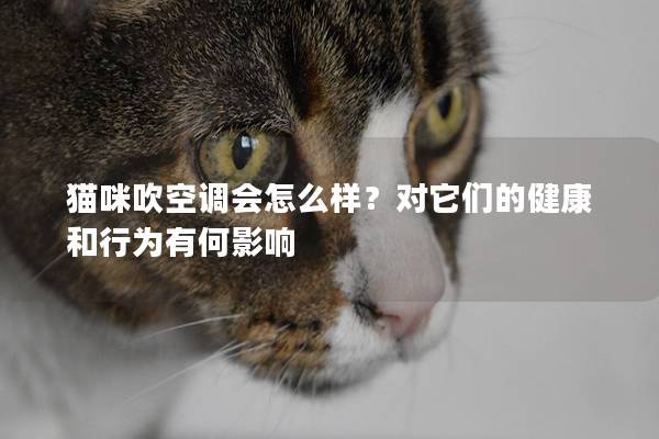 猫咪吹空调会怎么样？对它们的健康和行为有何影响