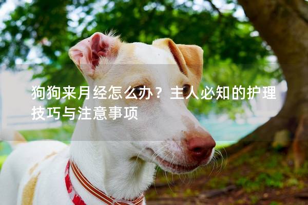 狗狗来月经怎么办？主人必知的护理技巧与注意事项