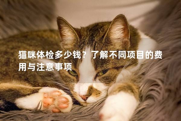 猫咪体检多少钱？了解不同项目的费用与注意事项