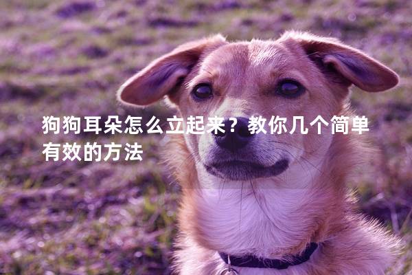 狗狗耳朵怎么立起来？教你几个简单有效的方法