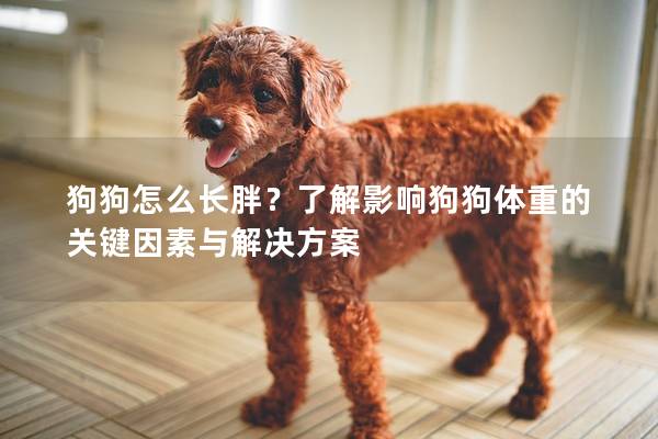 狗狗怎么长胖？了解影响狗狗体重的关键因素与解决方案