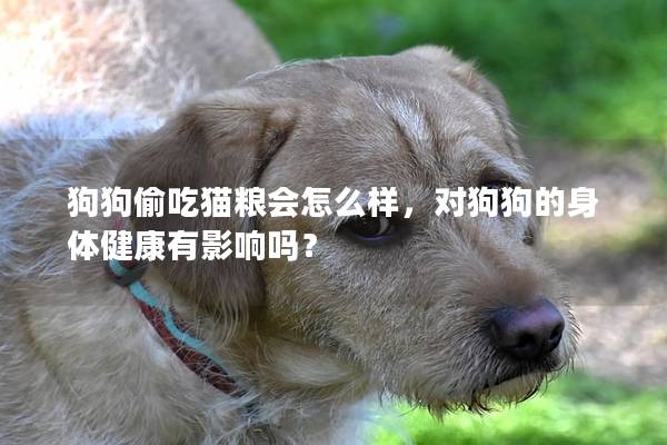 狗狗偷吃猫粮会怎么样，对狗狗的身体健康有影响吗？
