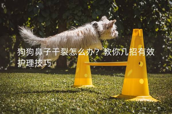狗狗鼻子干裂怎么办？教你几招有效护理技巧