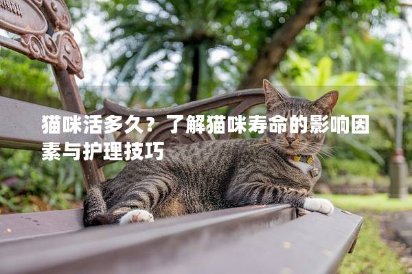 猫咪活多久？了解猫咪寿命的影响因素与护理技巧