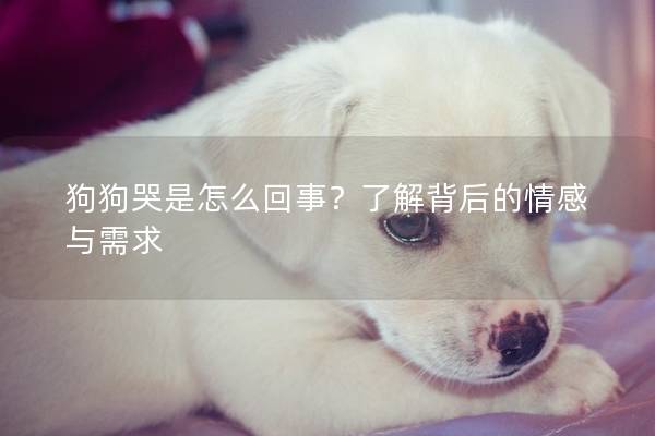 狗狗哭是怎么回事？了解背后的情感与需求