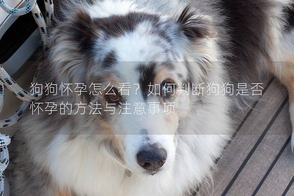 狗狗怀孕怎么看？如何判断狗狗是否怀孕的方法与注意事项