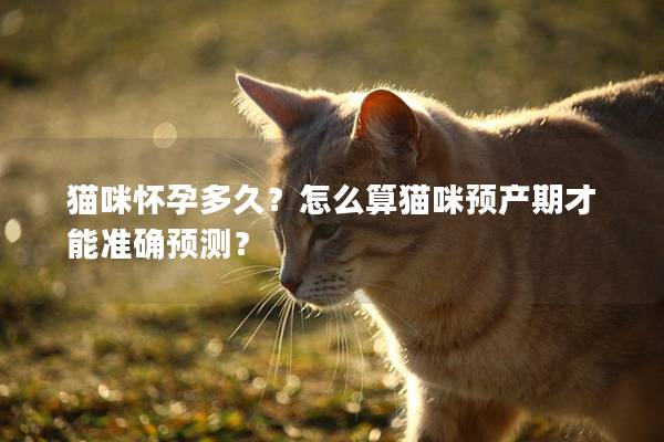 猫咪怀孕多久？怎么算猫咪预产期才能准确预测？