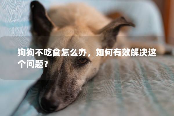 狗狗不吃食怎么办，如何有效解决这个问题？