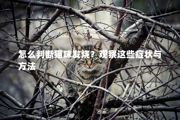 怎么判断猫咪发烧？观察这些症状与方法