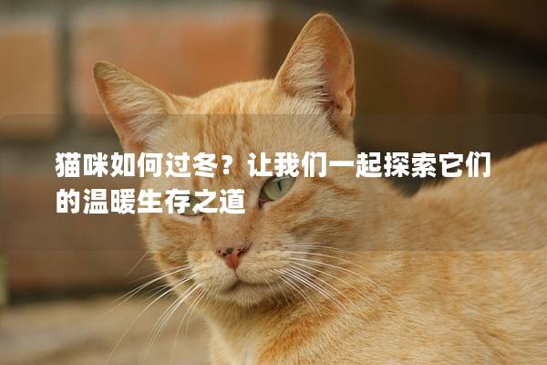 猫咪如何过冬？让我们一起探索它们的温暖生存之道