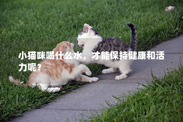 小猫咪喝什么水，才能保持健康和活力呢？