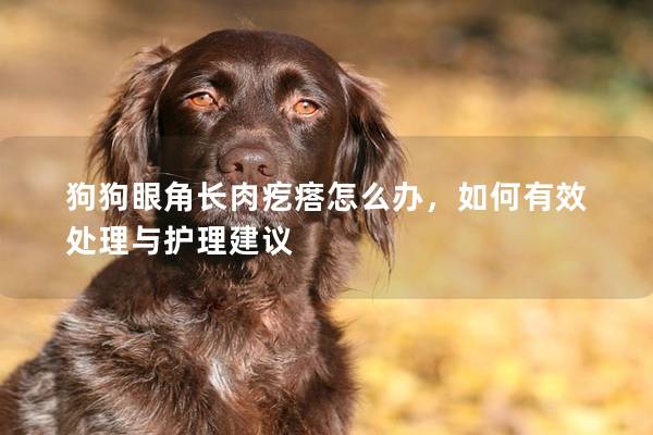 狗狗眼角长肉疙瘩怎么办，如何有效处理与护理建议