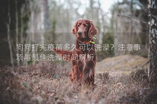 狗狗打完疫苗多久可以洗澡？注意事项与最佳洗澡时间解析