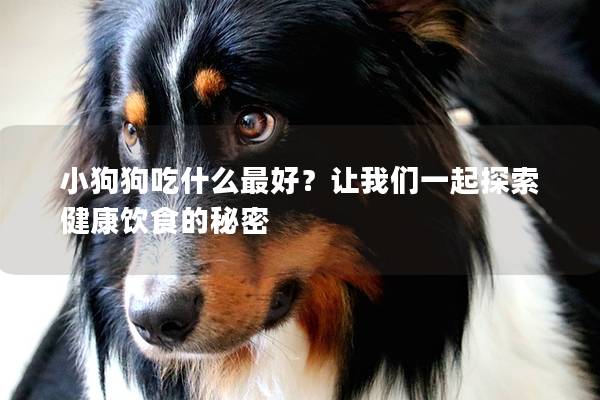 小狗狗吃什么最好？让我们一起探索健康饮食的秘密