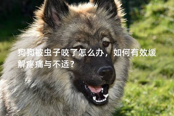 狗狗被虫子咬了怎么办，如何有效缓解疼痛与不适？
