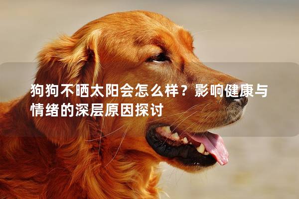 狗狗不晒太阳会怎么样？影响健康与情绪的深层原因探讨