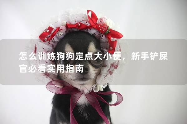 怎么训练狗狗定点大小便，新手铲屎官必看实用指南