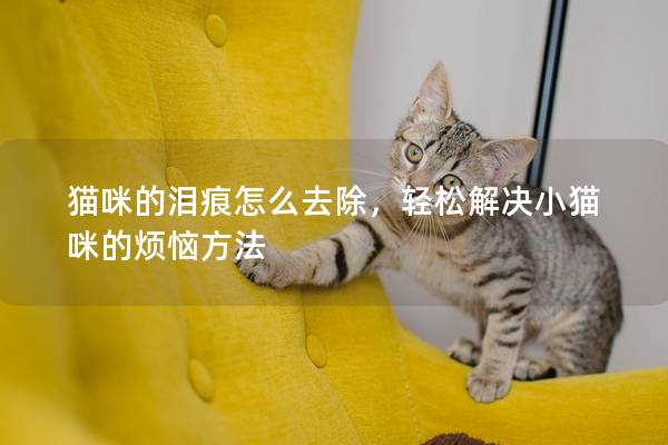 猫咪的泪痕怎么去除，轻松解决小猫咪的烦恼方法