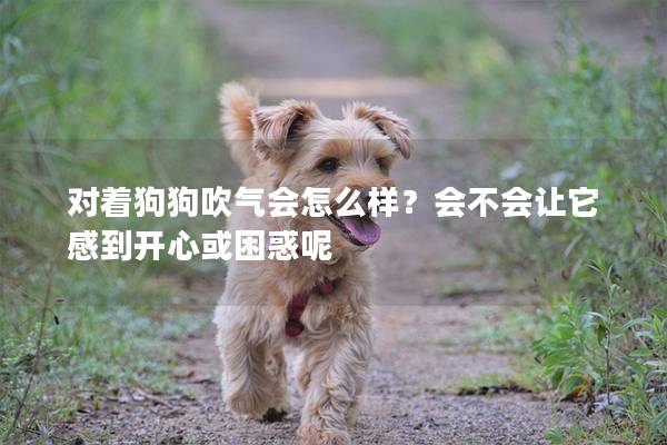 对着狗狗吹气会怎么样？会不会让它感到开心或困惑呢