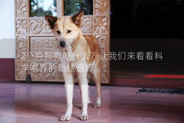 2个月狗狗吃什么？让我们来看看科学喂养的最佳选择