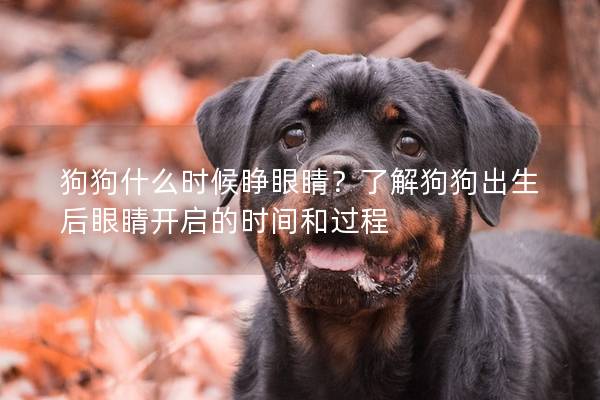 狗狗什么时候睁眼睛？了解狗狗出生后眼睛开启的时间和过程