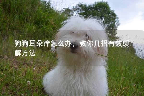 狗狗耳朵痒怎么办，教你几招有效缓解方法