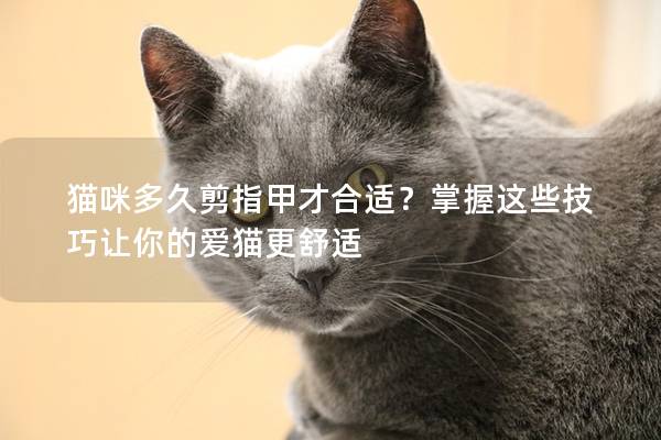 猫咪多久剪指甲才合适？掌握这些技巧让你的爱猫更舒适