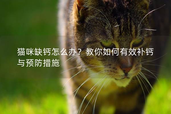 猫咪缺钙怎么办？教你如何有效补钙与预防措施