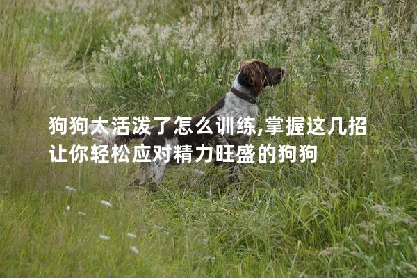 狗狗太活泼了怎么训练,掌握这几招让你轻松应对精力旺盛的狗狗