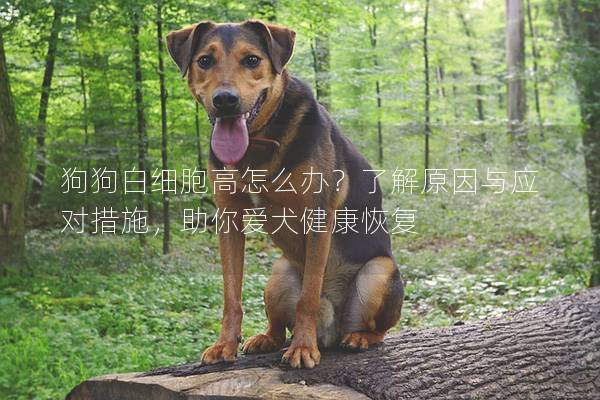 狗狗白细胞高怎么办？了解原因与应对措施，助你爱犬健康恢复