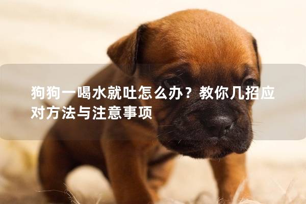 狗狗一喝水就吐怎么办？教你几招应对方法与注意事项