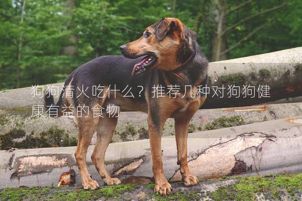 狗狗清火吃什么？推荐几种对狗狗健康有益的食物