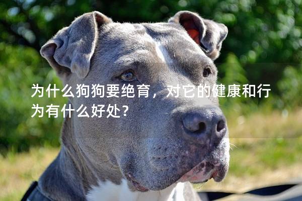 为什么狗狗要绝育，对它的健康和行为有什么好处？