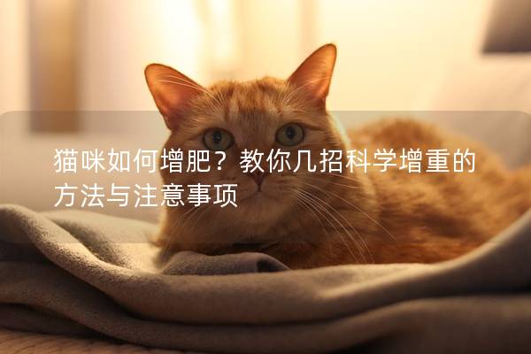 猫咪如何增肥？教你几招科学增重的方法与注意事项